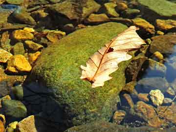 警惕網(wǎng)絡(luò)犯罪風(fēng)險(xiǎn)，切勿涉足非法活動(dòng)——以新澳門狀元紅中特網(wǎng)為例，警惕網(wǎng)絡(luò)犯罪風(fēng)險(xiǎn)，以新澳門狀元紅中特網(wǎng)為例，遠(yuǎn)離非法活動(dòng)警告！