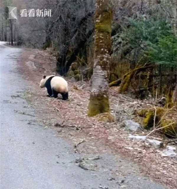 一小熊貓?zhí)稍诼分虚g疑被車撞，生命與自然的脆弱時(shí)刻，小熊貓?jiān)庥鲕嚨湥c自然的脆弱瞬間