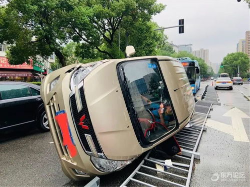 四川一小熊貓疑遭車輛撞擊，引發(fā)社會關(guān)注與反思，四川小熊貓遭車輛撞擊事件引發(fā)社會關(guān)注與反思