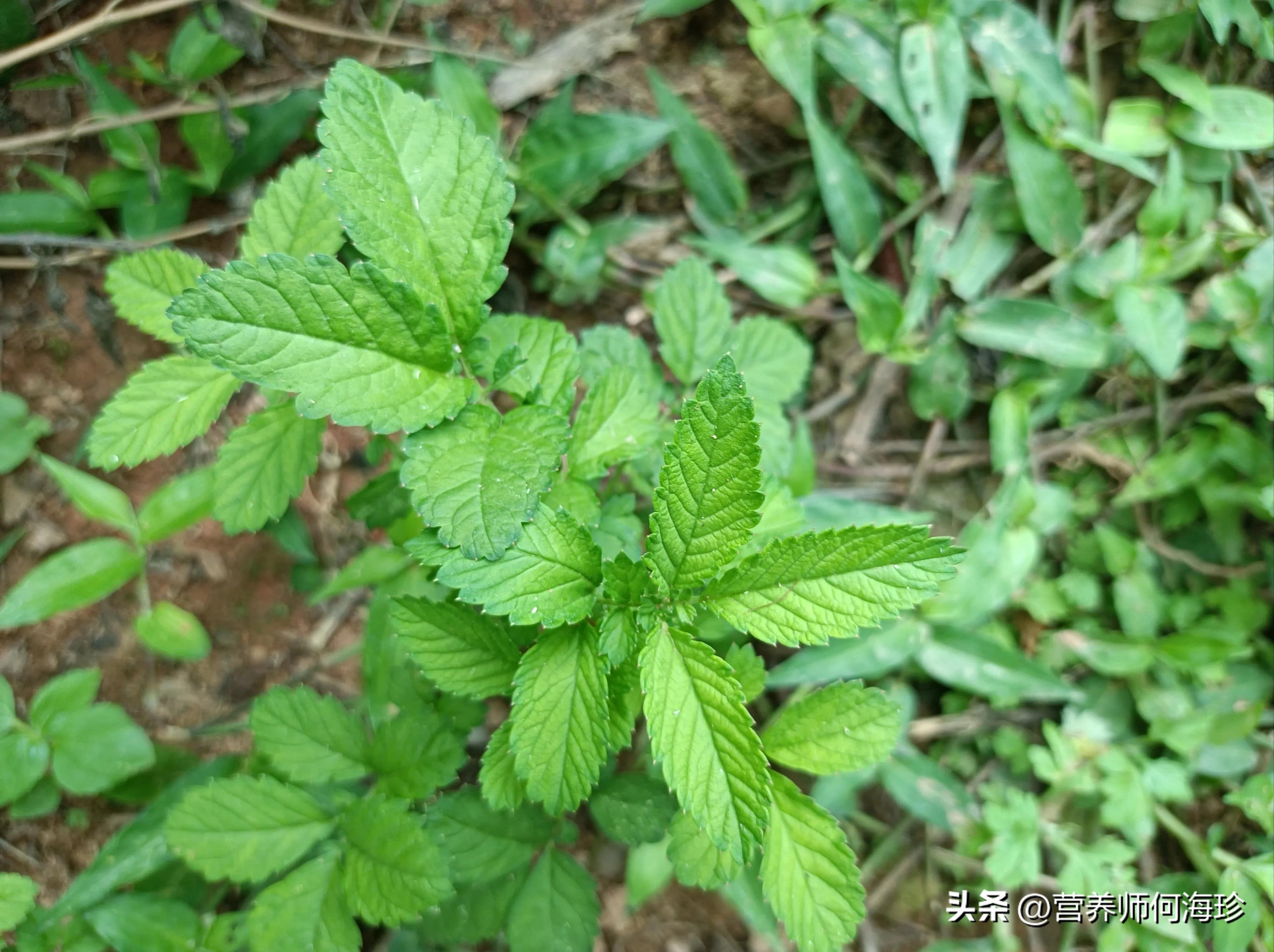 奧司他韋治療流感效果的研究，奧司他韋治療流感效果探究