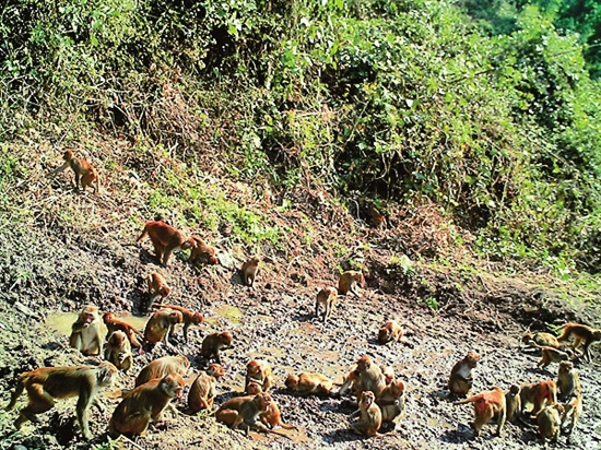 獼猴頻繁下山的原因探究，獼猴頻繁下山原因揭秘