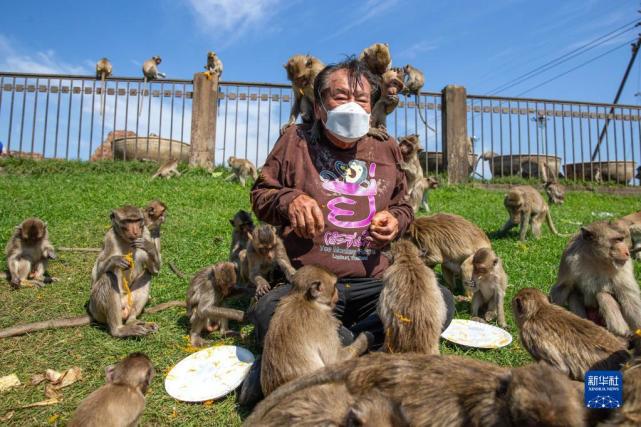 游客與猴子的沖突案例，探究人與自然的和諧共生之道，游客與猴子沖突案例，探究人與自然和諧共生之道