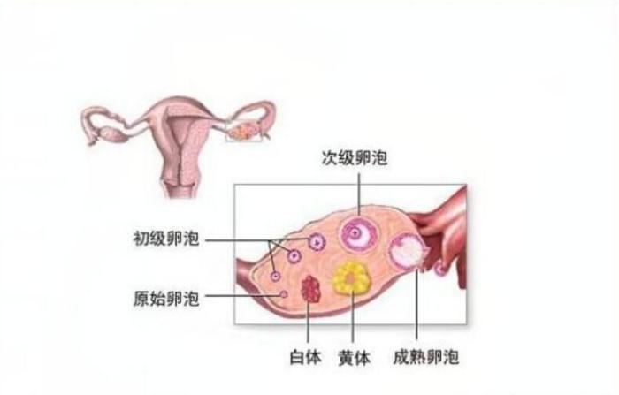 黃體破裂的治療方法，探索與解析，黃體破裂的治療方法詳解與解析