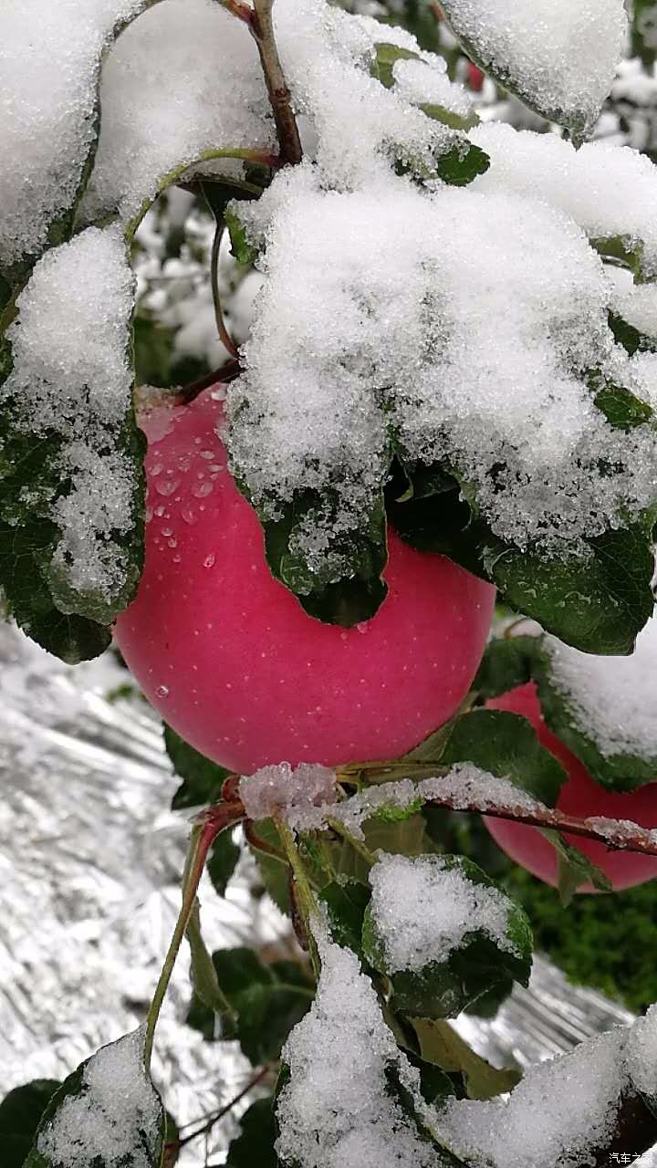 淳化瑞雪蘋果區域品牌發布新動態，引領地方產業邁向新高度，淳化瑞雪蘋果區域品牌發布新動態，引領地方產業邁上新臺階