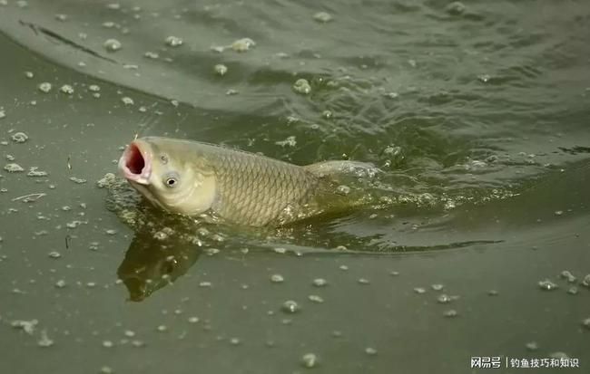 鯉魚吐口水之謎，探究背后的原因與機制，鯉魚吐口水之謎，探究背后的原因與機制揭秘