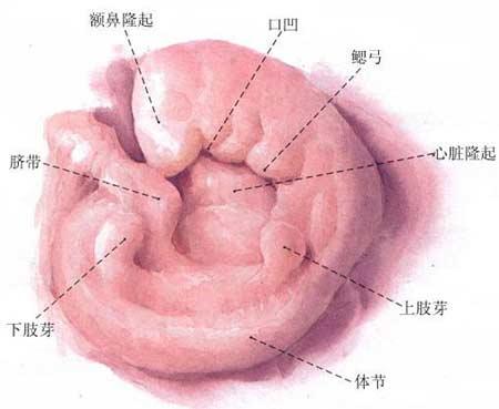 魚類進化論的爭議，歷史、科學、與未來的探索，魚類進化論的爭議，歷史、科學與未來探索之路