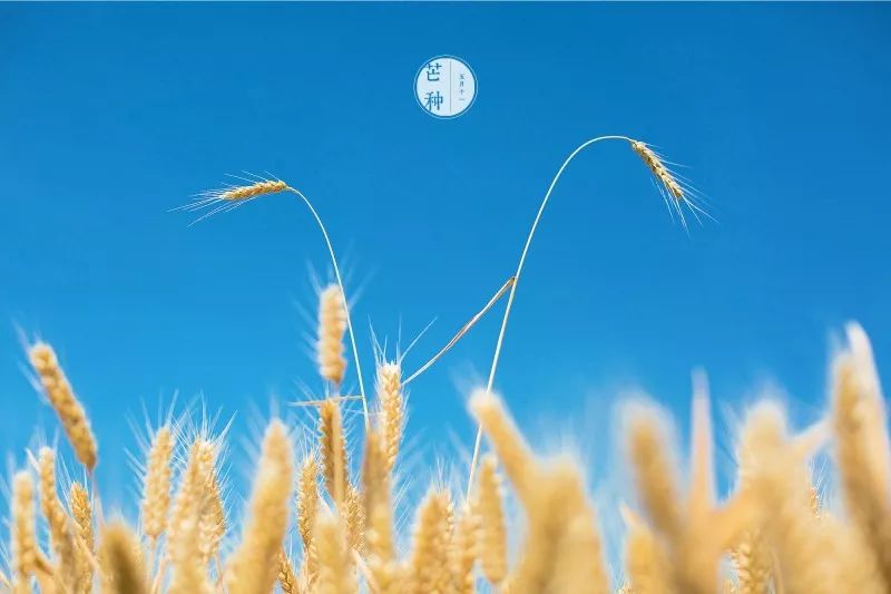 最新版芒種，探尋其內涵與時代價值，最新版芒種，內涵與時代價值的探尋