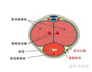 海綿體鍛煉增大，可能性、方法與注意事項(xiàng)，海綿體鍛煉增大指南，可能性、方法與注意事項(xiàng)全解析