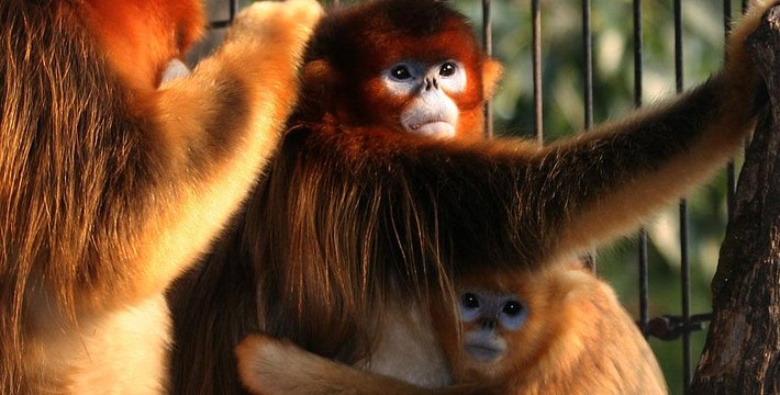 北京野生動物園門票預約攻略，北京野生動物園門票預約攻略詳解