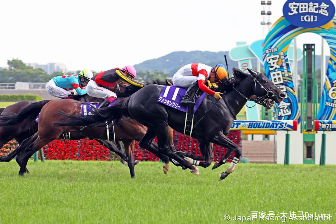 香港特馬資料王中王，探索與解析，香港特馬資料解析，王中王深度探索